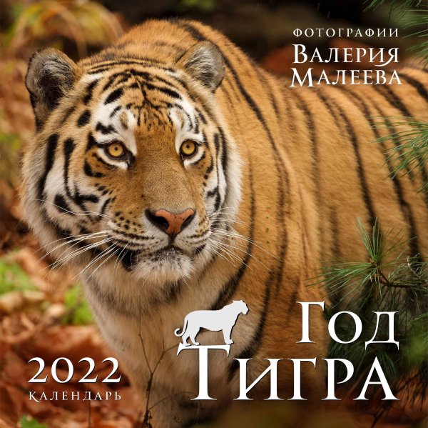 Год тигра. Фотографии Валерия Малеева. Календарь настенный на 2022 год (300х300 мм)
