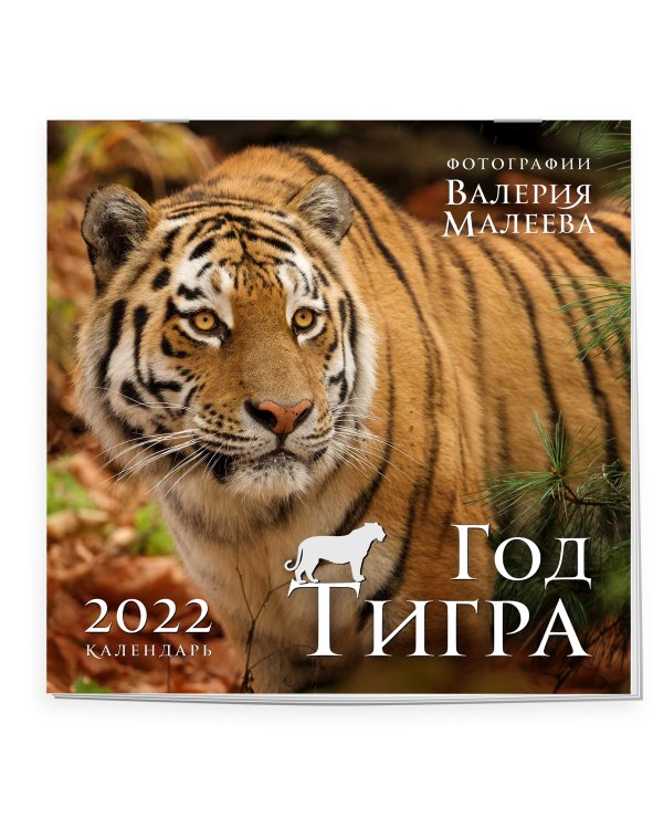 Год тигра. Фотографии Валерия Малеева. Календарь настенный на 2022 год (300х300 мм)