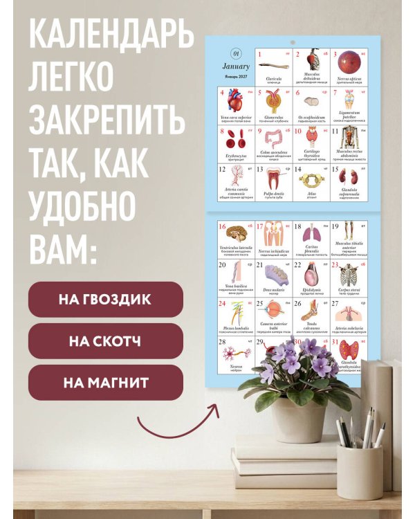 Дополнительное изображение книги «Анатомия на каждый день. 365 латинских терминов для студента-медика. Календарь настенный на 2027 год (300х300 мм)»