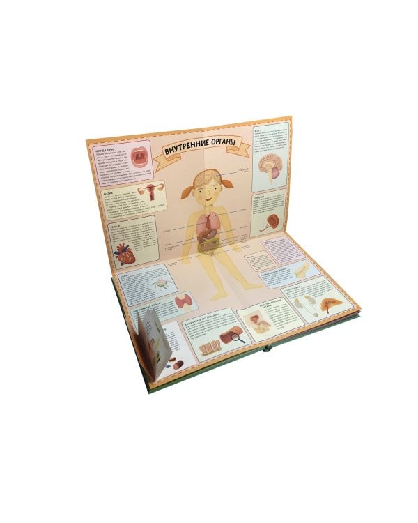 Тело человека. Интерактивный детский атлас с откидными разворотами