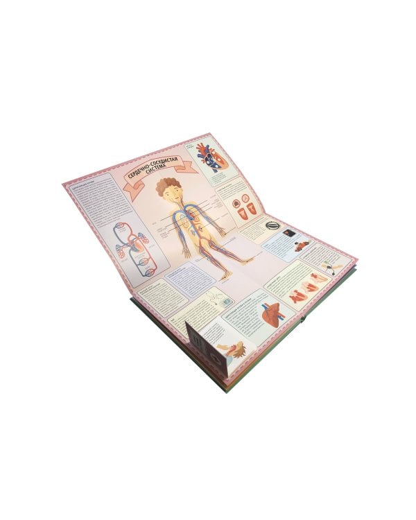 Тело человека. Интерактивный детский атлас с откидными разворотами