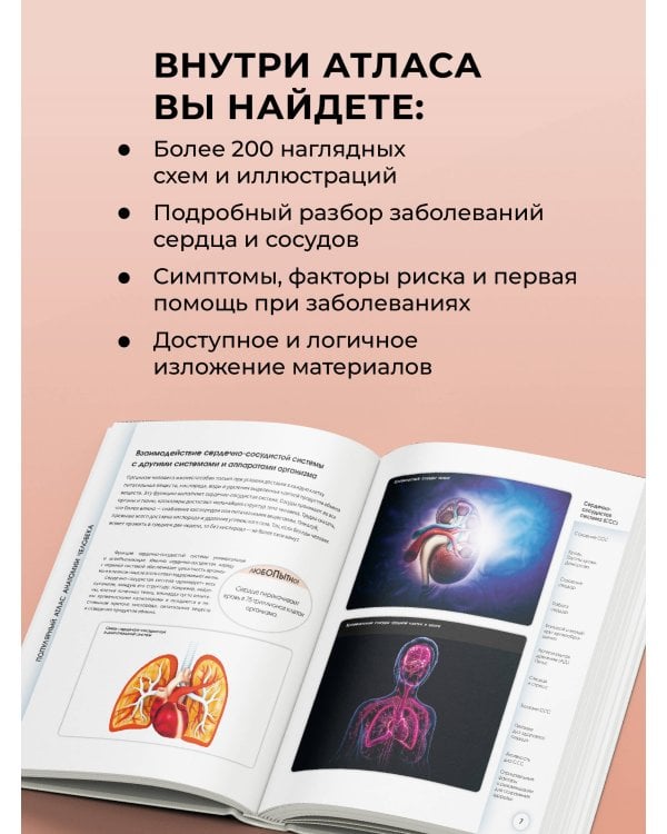 Дополнительное изображение книги «Популярный атлас анатомии человека. Сердечно-сосудистая система»