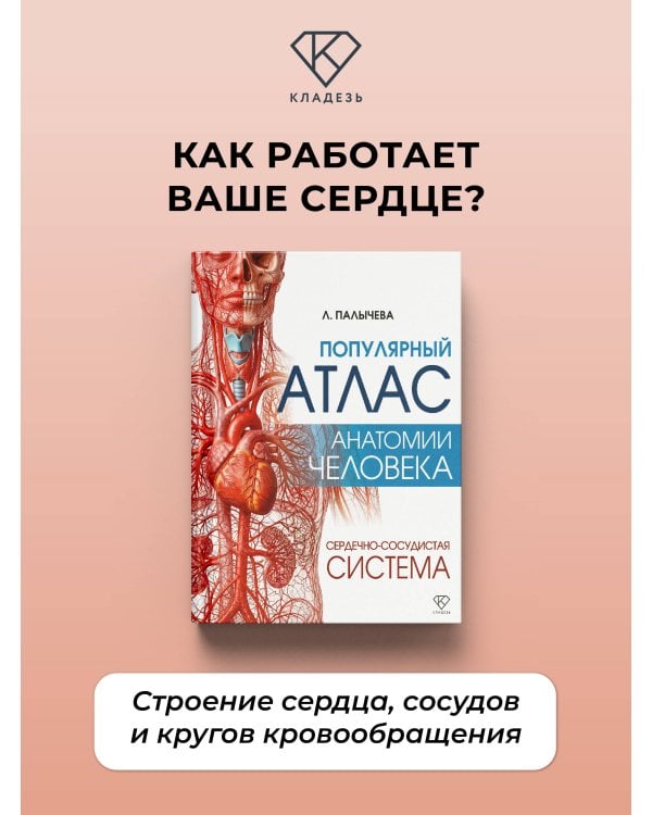 Дополнительное изображение книги «Популярный атлас анатомии человека. Сердечно-сосудистая система»