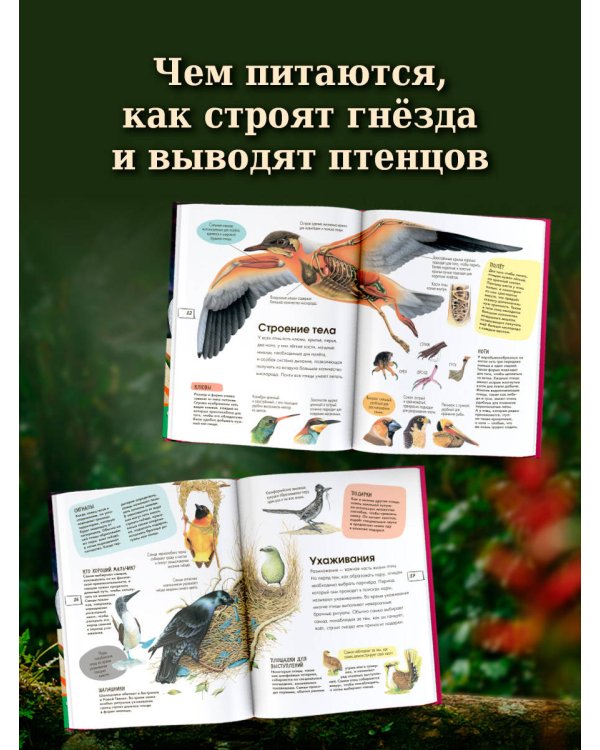 Дополнительное изображение книги «Птицы»
