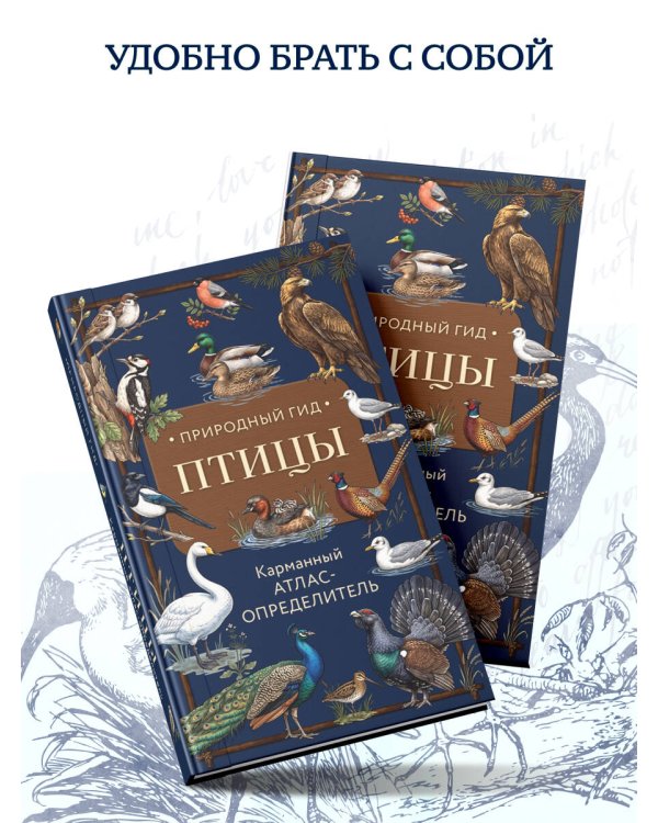 Дополнительное изображение книги «Птицы. Карманный атлас-определитель»