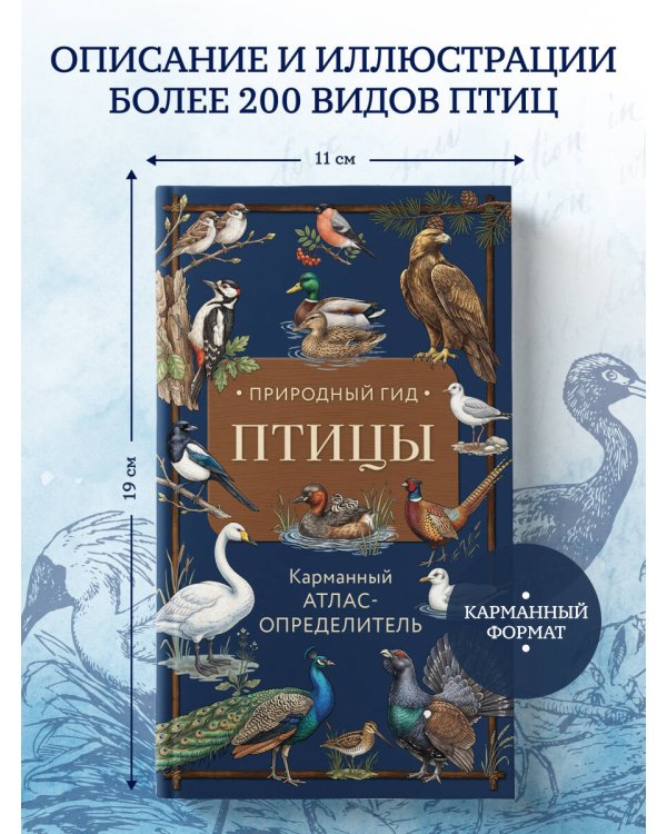 Дополнительное изображение книги «Птицы. Карманный атлас-определитель»