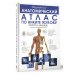 Популярный анатомический атлас по Никите Жукову: кости и мышцы. Инсайты и интересные факты