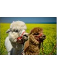 Алмаз. мозаика (класс.) 30х40 см,без подр.,с полн. заполн. (28 цв.) ДВЕ ЛАМЫ В ПОЛЕ. Арт. ST210