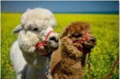 Алмаз. мозаика (класс.) 30х40 см,без подр.,с полн. заполн. (28 цв.) ДВЕ ЛАМЫ В ПОЛЕ. Арт. ST210