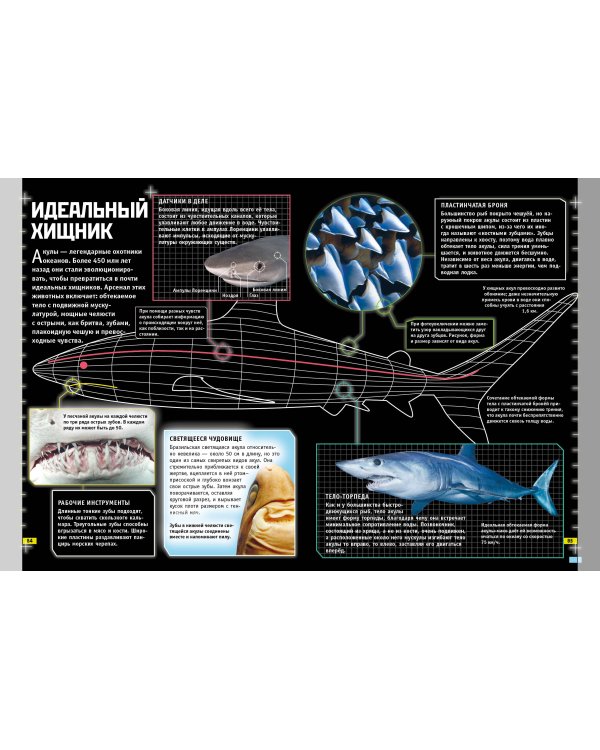 Животные. Книга юного эрудита