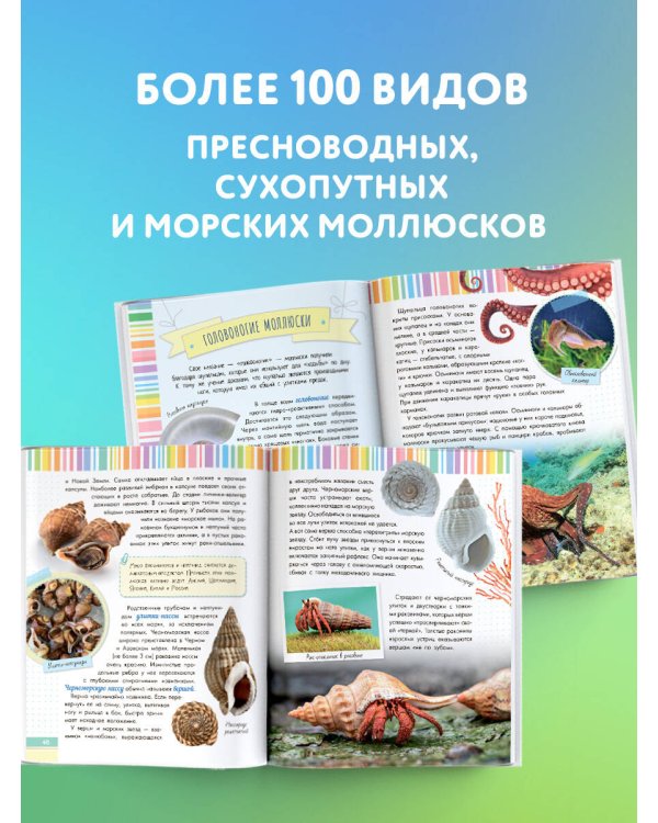 Невероятные моллюски