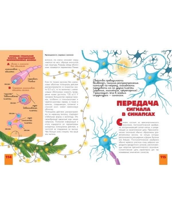 Человек. Исследуем тело и мозг человека