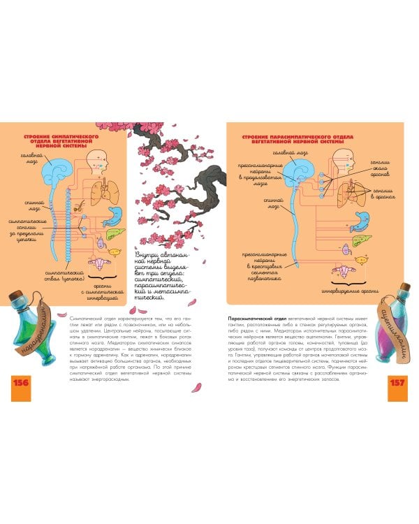 Человек. Исследуем тело и мозг человека