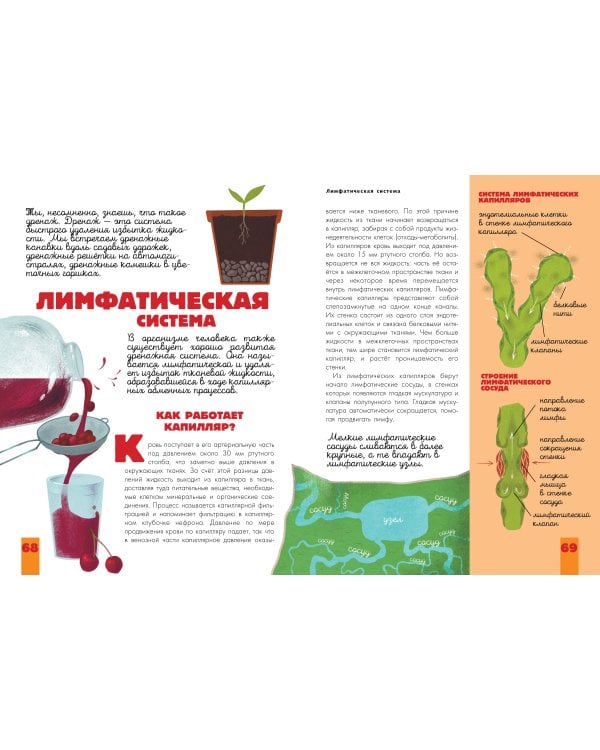 Человек. Исследуем тело и мозг человека