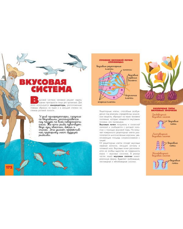 Человек. Исследуем тело и мозг человека