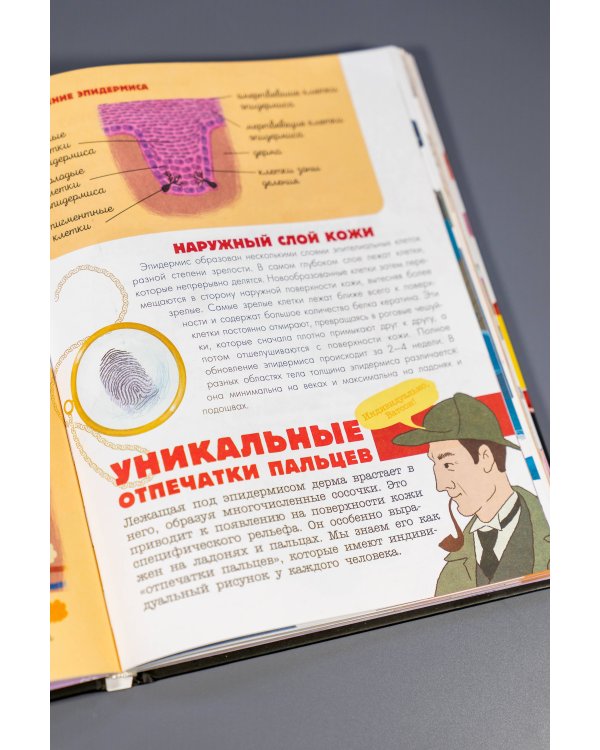 Человек. Исследуем тело и мозг человека