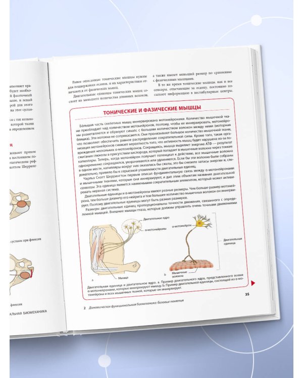 Динамическая функциональная биомеханика. Остеопатическое лечение шейного и грудного отдела позвоночника