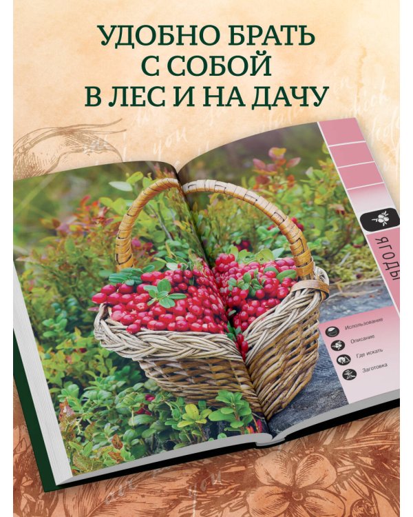 Дополнительное изображение книги «Лесной гид: грибы, ягоды, травы. Карманный атлас-определитель»