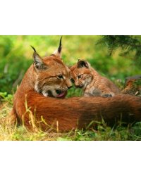 Алмаз мозаика (клас.) 30х40 см, с подр., с полн. заполн. ( цв.) Семья рысей (Арт.AC34027)