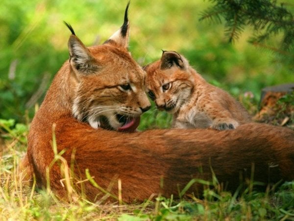 Алмаз мозаика (клас.) 30х40 см, с подр., с полн. заполн. ( цв.) Семья рысей (Арт.AC34027)