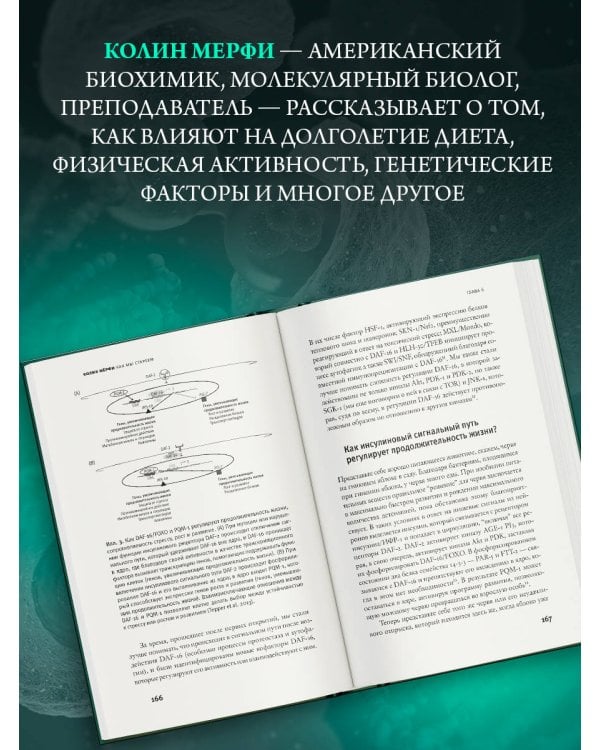 Как мы стареем