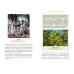 Зачарованный сад. Майское дерево, цветок папоротника и другие легенды о растениях