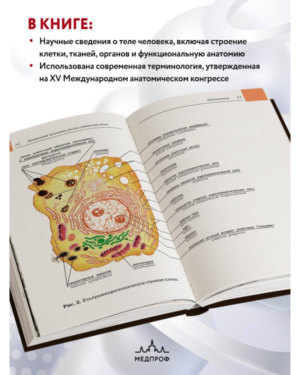 Анатомия человека: Русско-латинский атлас. 2-е издание
