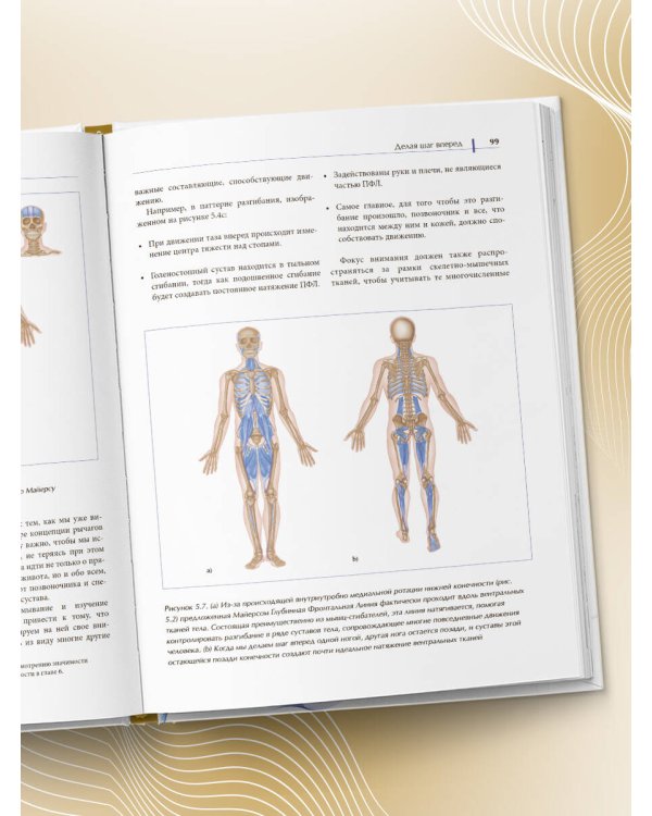 Функциональная анатомия движения. Руководство по анализу биомеханики и работе с миофасциальными меридианами