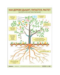 Плакат. Как дерево дышит, питается, растет