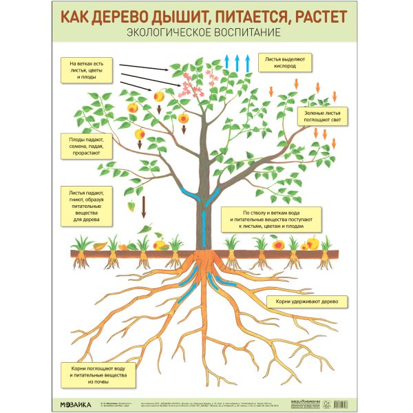 Обложка книги «Плакат. Как дерево дышит, питается, растет», ISBN 9785431527036