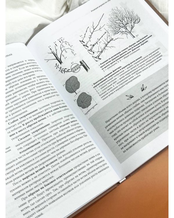 Обрезка садовых деревьев. Экспертное руководство по созданию плодового сада