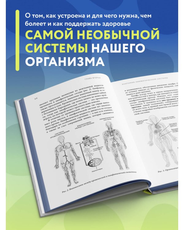Все о лимфе. Как правильно заботиться о здоровье лимфатической системы и почему это важно (закрашенный обрез)