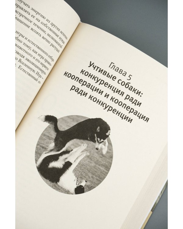 Царство игры
