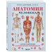 Анатомия человека. Самые лучшие анатомические атласы в мире Анатомия человека. Популярный атлас. Самые подробные анатомические изображения