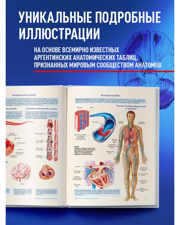 Анатомия человека. Популярный атлас. Самые подробные анатомические изображения