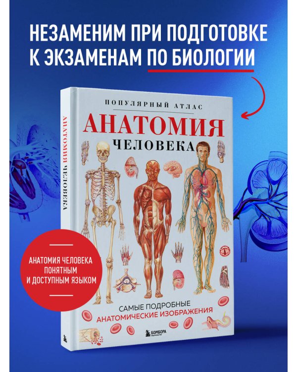 Анатомия человека. Популярный атлас. Самые подробные анатомические изображения