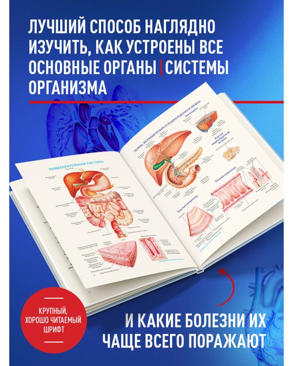 Анатомия человека. Популярный атлас. Самые подробные анатомические изображения