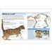 Дополнительное изображение книги «Cats Кошки / Книги на английском языке»