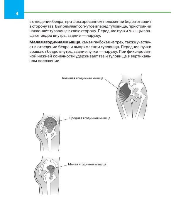 Упругие ягодицы. Эффективные упражнения для красивого тела