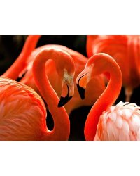 Алмаз мозаика (клас.) 30х40 см, с подр., с полн. заполн. ( цв.) Грациозные фламинго( Арт. AC34031)