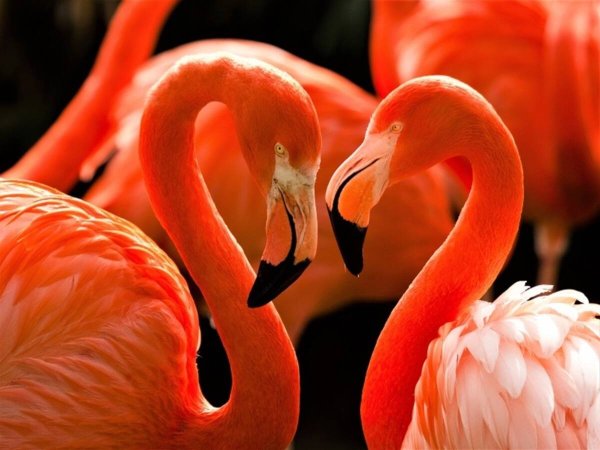 Алмаз мозаика (клас.) 30х40 см, с подр., с полн. заполн. ( цв.) Грациозные фламинго( Арт. AC34031)