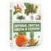 Деревья, листья, цветы и семена