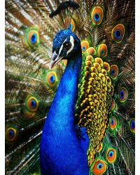 Алмаз мозаика (клас.) 30х40 см, с подр., с полн. заполн. ( цв.) Шикарный павлин (Арт.AC34047)