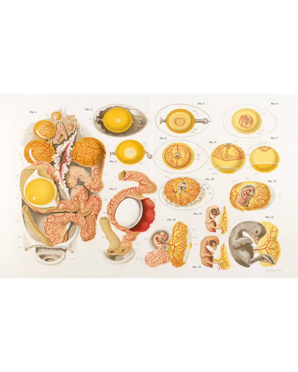 Иллюстрированная история орнитологии