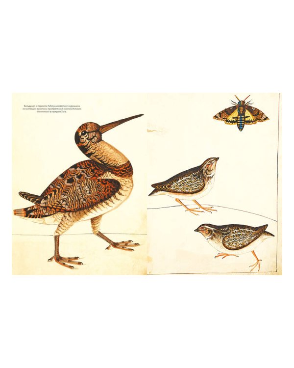 Иллюстрированная история орнитологии
