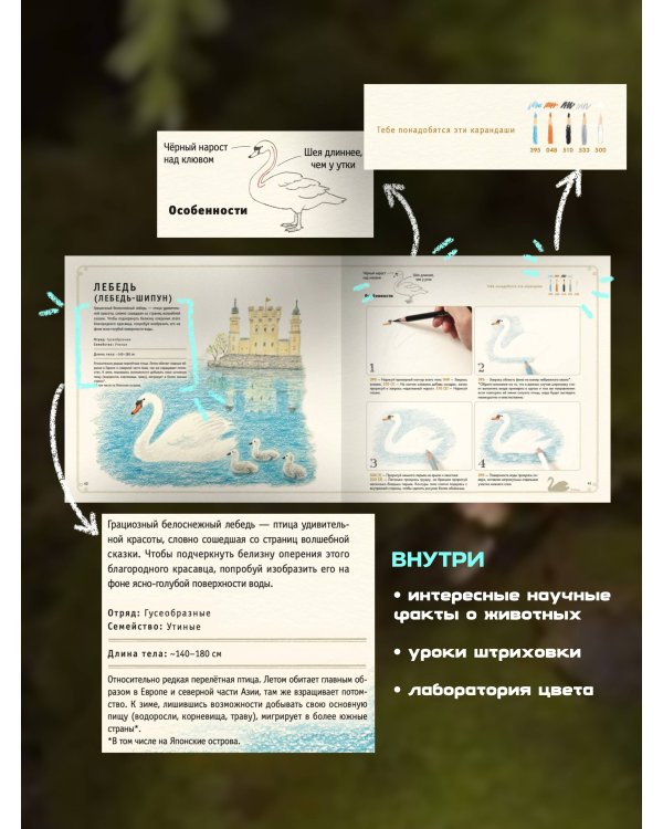 Рисуем милых птиц