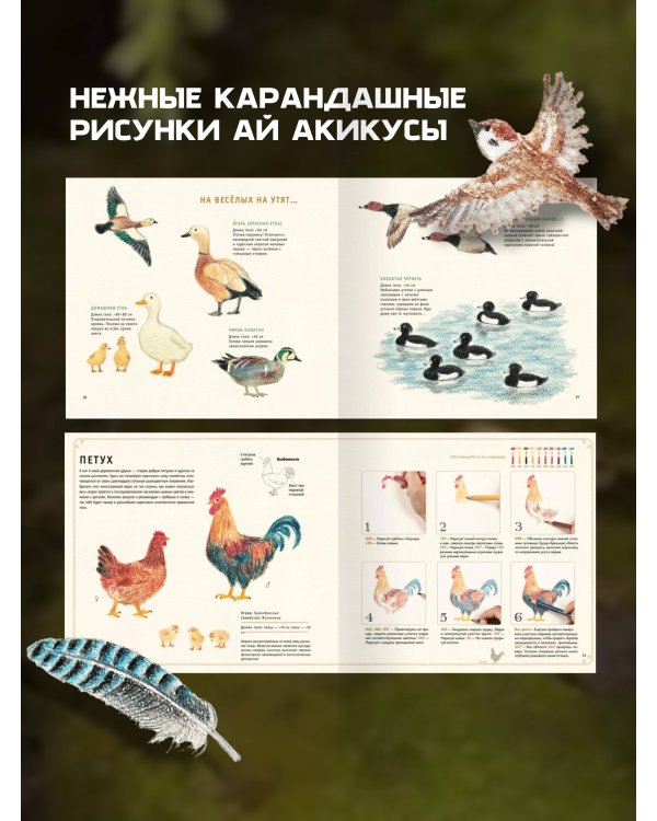 Рисуем милых птиц