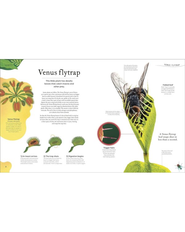 Дополнительное изображение книги «The Secret World of Plants (Ben Hoare) Тайный мир растений (Бен Хоар) / Книги на английском языке»