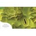 Дополнительное изображение книги «The Secret World of Plants (Ben Hoare) Тайный мир растений (Бен Хоар) / Книги на английском языке»