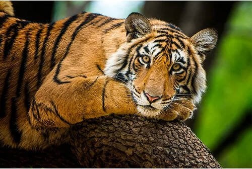 Алмаз. мозаика (класс.) 30х40 см, с подр., с част. заполн. (9цв.) ТИГР В ДЖУНГЛЯХ (Арт. ACH024)